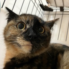 [お話中です]生後半年くらい、人慣れ頑張り中のサビ♀ニコ