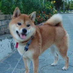 目クリクリ柴犬、女の子4歳です♪