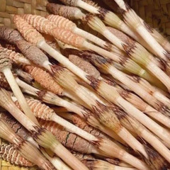 つくし　