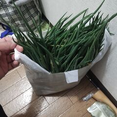 ネギ