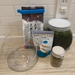メダカ 飼育セット 金魚鉢 エサ 水草 石