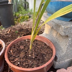 ヤタイヤシ🌴ココスヤシ②