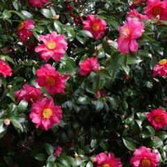 植木　山茶花の木2本(伐採する前に)の画像