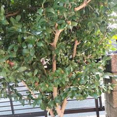 植木　山茶花の木2本(伐採する前に)の画像