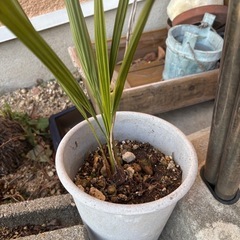 ココスヤシ🌴ヤタイヤシ③