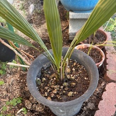 ヤタイヤシ🌴ココスヤシ④