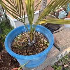 ヤタイヤシ🌴ココスヤシ⑥