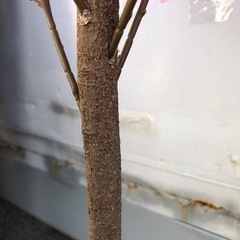 桜飾り・桜立ち木🌸1mの画像