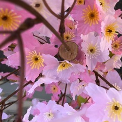 桜飾り・桜立ち木🌸1mの画像