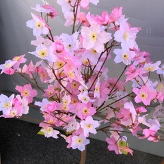 桜飾り・桜立ち木🌸1mの画像