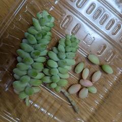 交換可　多肉植物　新玉つづり　ビアホップ　切苗2つ　