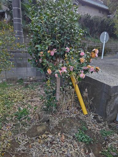 ツバキ