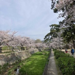 甲山と夙川🌸ハイキング