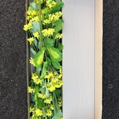 春の菜の花💛35本❣️ディスプレイの画像