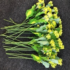 春の菜の花💛35本❣️ディスプレイの画像