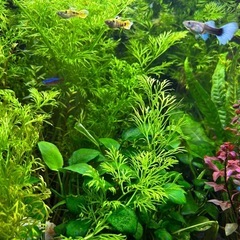 水草【ミズワラビ】アメリカンウォータースプライト