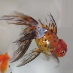 金魚計7匹