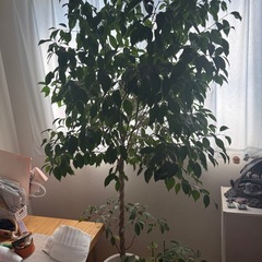 観葉植物