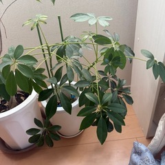 観葉植物