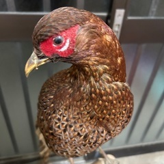 山鳥　剥製の画像
