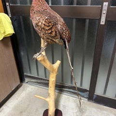 山鳥　剥製の画像