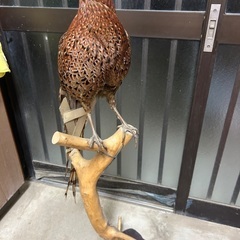 山鳥　剥製の画像