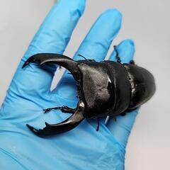 バナハウヒラタクワガタ♂️101mm♀️フリー　ペアの画像