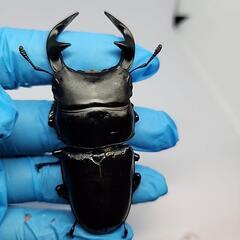インドグランディスオオクワガタ♂️81mmUP♀️フリーサイズの画像