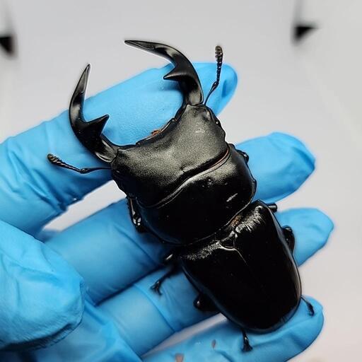 インドグランディスオオクワガタ♂️81mmUP♀️フリーサイズ
