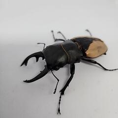 ブルーマイスターツヤクワガタ♂️88mmB品　単品の画像