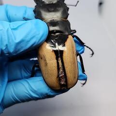 ブルーマイスターツヤクワガタ♂️88mmB品　単品の画像