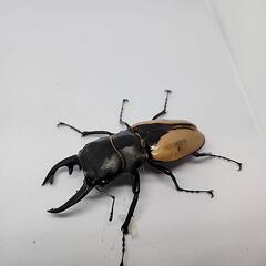 ブルーマイスターツヤクワガタ♂️88mmB品　単品の画像