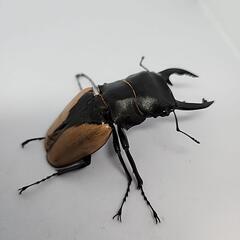 ブルーマイスターツヤクワガタ♂️88mmB品　単品の画像