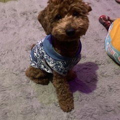 犬と一緒に散歩出来る仲間募集中