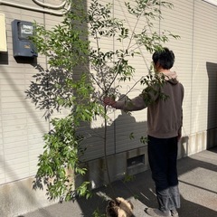 山採りのハイノキ販売