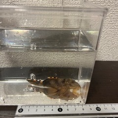 【値下げしました】タイガーフィンサタンプレコ