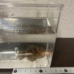 【値下げしました】ディアブロトリムプレコ