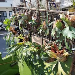 着生植物の仕立て手伝います - 枚方市