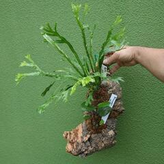 着生植物の仕立て手伝います - 助け合い