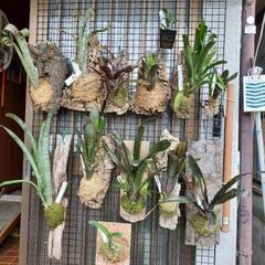着生植物の仕立て手伝います − 大阪府