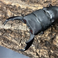 スラウェシオオヒラタ♂単品