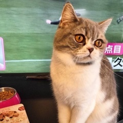 🆘多頭飼育崩壊緊急保護‼️🐈４月６日(日)すみれペットクリニック様にて『 星 』様主催🐾保護猫の譲渡会(予約不用)を開催致します❣❣️️🌸🐈🐾子猫７ヶ月〜成猫ちゃんまで計10匹参加予定❣️❣️🌸🐈🐾皆様のお越しを心よりお待ち致しております❣️🙇‍♀🍀 - 立川市
