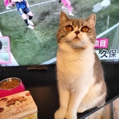 🆘多頭飼育崩壊緊急保護‼️🐈４月６日(日)すみれペットクリニック様にて『 星 』様主催🐾保護猫の譲渡会(予約不用)を開催致します❣❣️️🌸🐈🐾子猫７ヶ月〜成猫ちゃんまで計10匹参加予定❣️❣️🌸🐈🐾皆様のお越しを心よりお待ち致しております❣️🙇‍♀🍀 - 猫