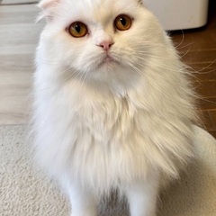  🆘多頭飼育崩壊緊急保護‼️🐈４月６日(日)すみれペットク…
