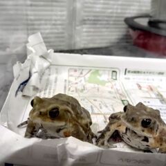 ミヤコヒキガエル　繁殖個体　２匹　プラケース大、コオロギフード5...