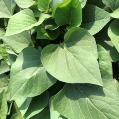 さつまいも苗【5月下旬頃発送】50本
