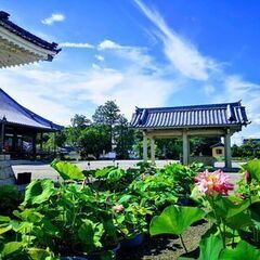 本證寺ハス鉢つくり 　～おうちで蓮を咲かせてみませんか～ − 愛知県