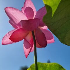 本證寺ハス鉢つくり 　～おうちで蓮を咲かせてみませんか～ - 安城市