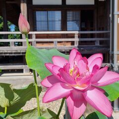 本證寺ハス鉢つくり 　～おうちで蓮を咲かせてみませんか～ - その他