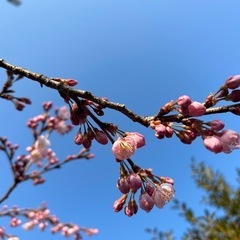 禅